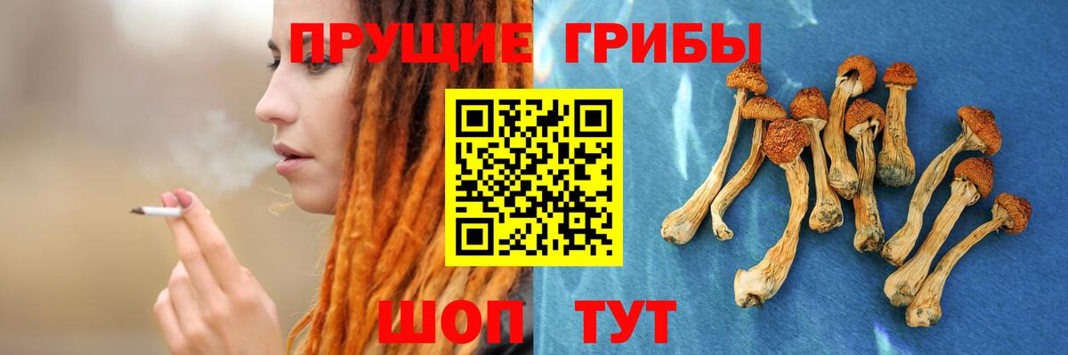 Псилоцибиновые грибы Cubensis Великий Новгород